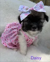 Daisy , a female Chihuahua for sale in Leicester, NC – 9 of 9
