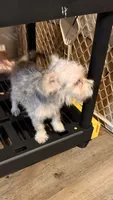 Addie, a female Yorkshire Terrier and Morkie for sale in Leicester, NC – 3 of 6