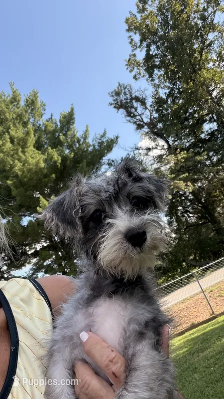 Shelby – Maltese, Yorkshire Terrier puppy for sale in Leicester, NC