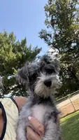 Shelby, a female Maltese and Yorkshire Terrier for sale in Leicester, NC – 1 of 10