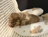Rocky, a male Chihuahua for sale in Leicester, NC – 6 of 9