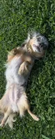 Cricket , a female Chihuahua for sale in Leicester, NC – 3 of 10
