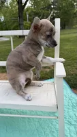 Willow, a female Chihuahua for sale in Leicester, NC – 9 of 10