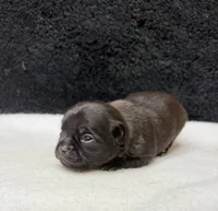 Panther, a male Chihuahua for sale in Leicester, NC – 8 of 10