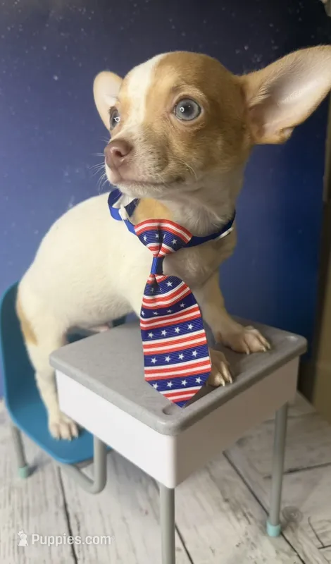 Sammy  – Chihuahua puppy for sale in Leicester, NC