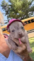 wrinkles, a female Chinese Crested for sale in Leicester, NC – 3 of 10