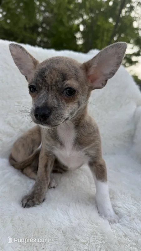 Willow – Chihuahua puppy for sale in Leicester, NC