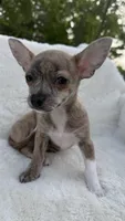 Willow, a female Chihuahua for sale in Leicester, NC – 1 of 10