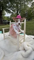 Jenny , a female Chihuahua for sale in Leicester, NC – 10 of 10