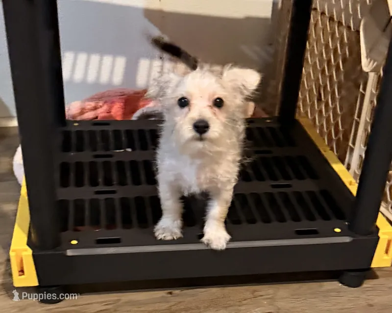 Addie – Yorkshire Terrier, Morkie puppy for sale in Leicester, NC