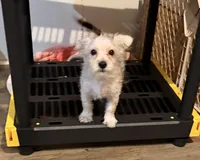 Addie, a female Yorkshire Terrier and Morkie for sale in Leicester, NC – 1 of 6