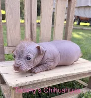 wrinkles, a female Chinese Crested for sale in Leicester, NC – 5 of 10