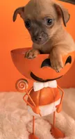 Biscuit, a male Chihuahua for sale in Leicester, NC – 10 of 10