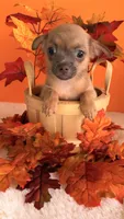 Biscuit, a male Chihuahua for sale in Leicester, NC – 7 of 10