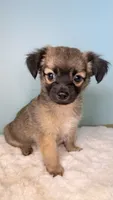 Sam, a male Chihuahua for sale in Leicester, NC – 8 of 10
