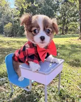 Brown Boy, a male Chihuahua for sale in Leicester, NC – 5 of 10