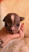 Dobby, a male Chihuahua and Chinese Crested for sale in Leicester, NC – 3 of 10