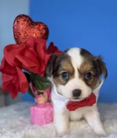 processed/e4467be0-b332-4a90-911d-3787f87a9615/listing/2d4fa747-0e98-4f94-a82d-32721b890d63/11bd6a75-52fd-4ada-bfc1-1d9b39ddb8c5