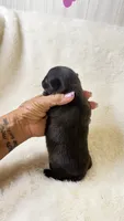 Panther, a male Chihuahua for sale in Leicester, NC – 3 of 10