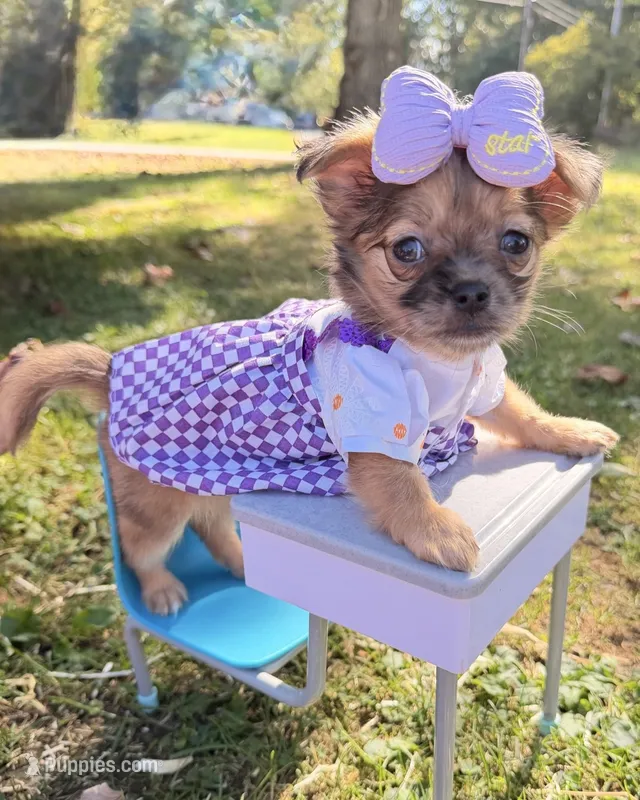 Girl – Chihuahua puppy for sale in Leicester, NC
