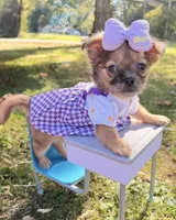 Girl, a female Chihuahua for sale in Leicester, NC – 1 of 10