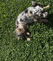 Cricket , a female Chihuahua for sale in Leicester, NC – 9 of 10