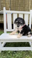 Sadie , a female Yorkshire Terrier for sale in Leicester, NC – 6 of 8