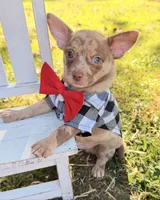 Merle Boy, a male Chihuahua for sale in Leicester, NC – 10 of 10