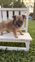 Dolly , a female Chihuahua for sale in Leicester, NC – 10 of 10