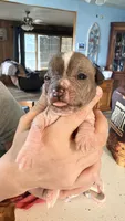 Dobby, a male Chihuahua and Chinese Crested for sale in Leicester, NC – 9 of 10