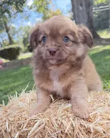 Tan Boy, a male Chihuahua for sale in Leicester, NC – 5 of 10