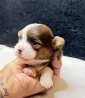 Jack, a male Chihuahua for sale in Leicester, NC – 8 of 9