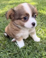 Brown Boy, a male Chihuahua for sale in Leicester, NC – 7 of 10