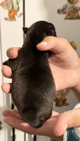 Panther, a male Chihuahua for sale in Leicester, NC – 9 of 10