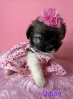 Daisy , a female Chihuahua for sale in Leicester, NC – 8 of 9