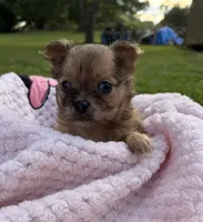 Dolly , a female Chihuahua for sale in Leicester, NC – 9 of 10
