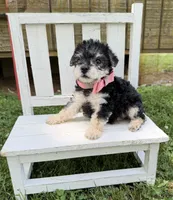Sadie , a female Yorkshire Terrier for sale in Leicester, NC – 8 of 8