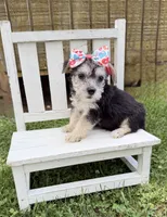 Dolly, a female Yorkshire Terrier for sale in Leicester, NC – 7 of 7