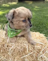 Bandit, a male Chihuahua for sale in Leicester, NC – 5 of 7