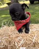 Black Boy, a male Chihuahua for sale in Leicester, NC – 7 of 10