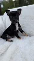 Cooper, a male Chihuahua for sale in Leicester, NC – 9 of 10