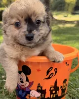 Tan Boy, a male Chihuahua for sale in Leicester, NC – 2 of 10