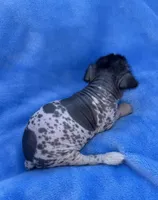 Stanley , a male Chinese Crested for sale in Leicester, NC – Photo 10 of 10