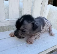 Stanley , a male Chinese Crested for sale in Leicester, NC – Photo 2 of 10