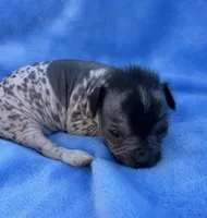 Stanley , a male Chinese Crested for sale in Leicester, NC – Photo 4 of 10