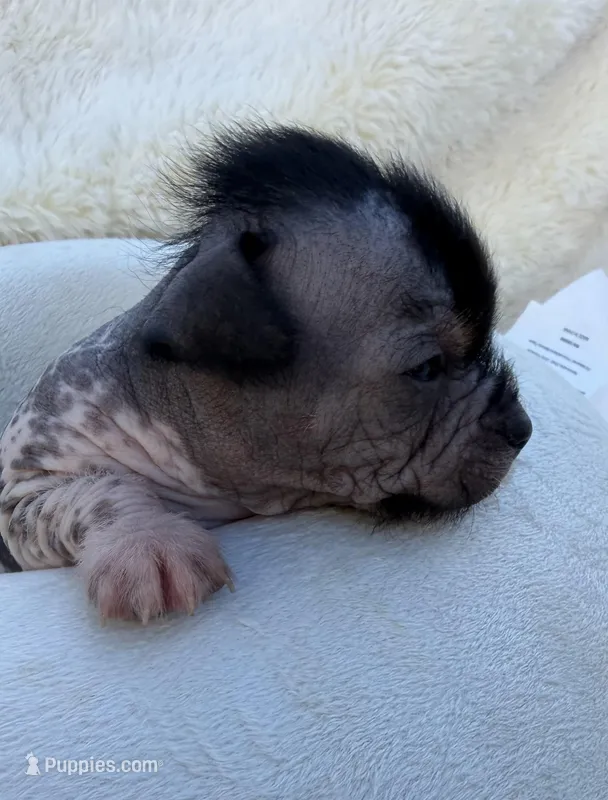 Stanley  – Chinese Crested puppy for sale in Leicester, NC