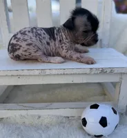 Stanley , a male Chinese Crested for sale in Leicester, NC – Photo 9 of 10