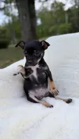Cooper, a male Chihuahua for sale in Leicester, NC – 6 of 10
