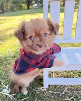 Tan Boy, a male Chihuahua for sale in Leicester, NC – 9 of 10