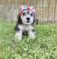 Dolly, a female Yorkshire Terrier for sale in Leicester, NC – 5 of 7